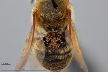 Media type: image;   Entomology 788888 Aspect: habitus dorsal view